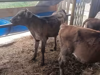 Kuh, Simmental cattle — Foto 5