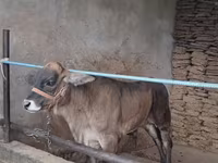 Bull, Brahman — photo 2