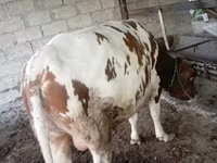 Toro, Simmental cattle — foto 4