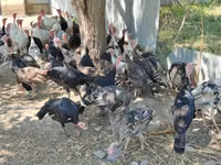 Turkeys — الصورة 4