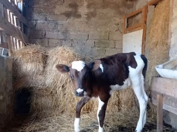 Bull, Simmental cattle