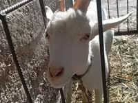 Cabra, Saanen goat — foto 7