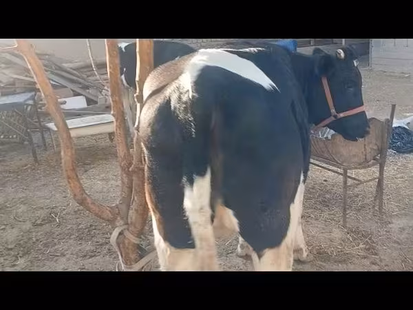 牛只（批次，未指定性别）, Russian Black pied cattle