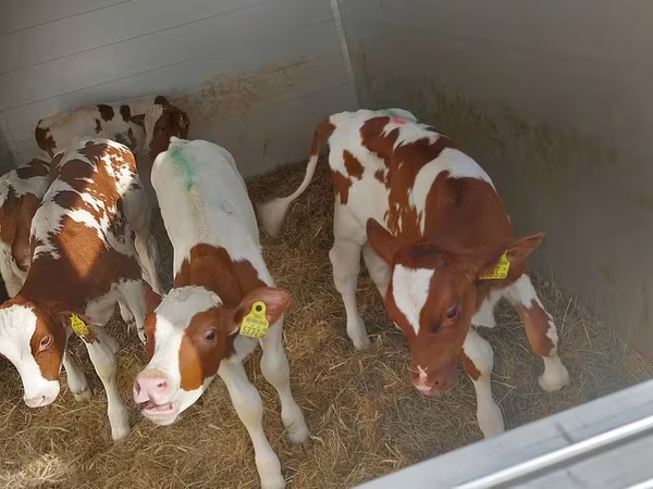 ثور, Simmental cattle