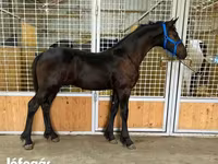 حصان, Dutch warmblood horse — الصورة 3
