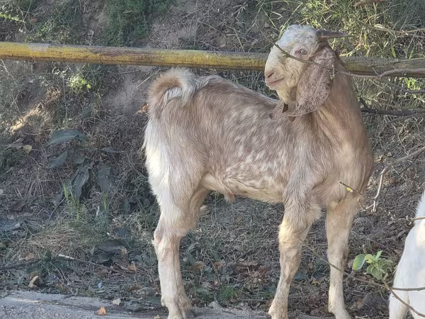 Cabra, Beetal goats
