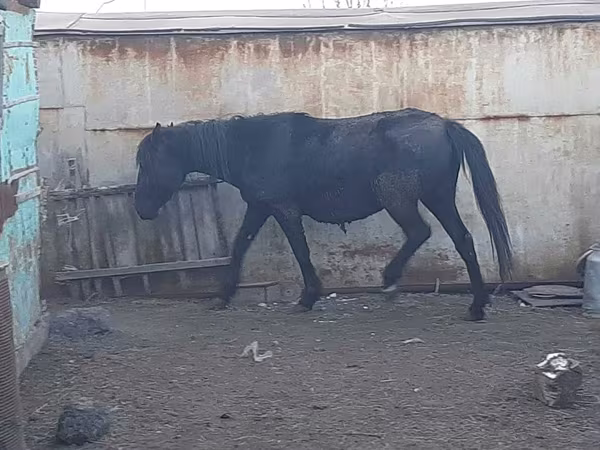 فرس, Horse breed