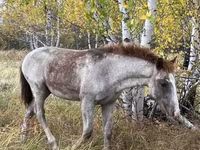 Mare, Horses — photo 2