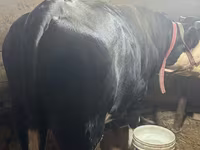 Kuh, Simmental cattle — Foto 2