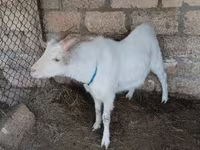 Cabra, Cabras — foto 4