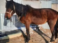 Caballo, Caballos — foto 2