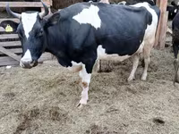 Cow, Swiss cattle — photo 5