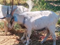 Goats (batch, sex not specified), Goats — photo 3