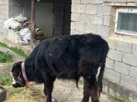 Bulle, Simmental cattle — Foto 5