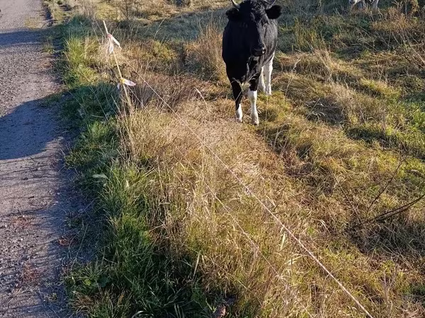 Vaca, Russian Black pied cattle