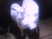 母山羊, Goats — 照片 5