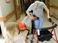 Stute, Miniature horse — Foto 8