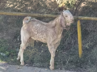Ziege, Beetal goats — Foto 2