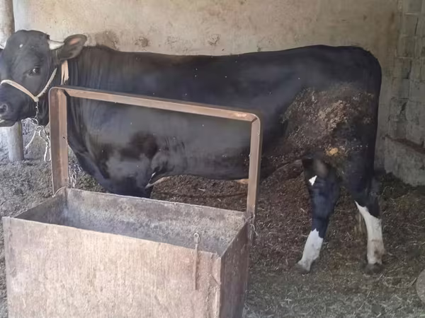 Toro, Ganado vacuno