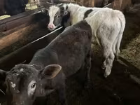 Bull, Cattle — photo 5