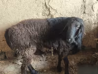 Ram, Hissar sheep — photo 5