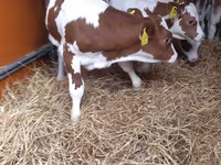 公牛, Pinzgauer cattle — 照片 3