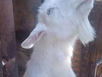 عنزة, Alpine goat — الصورة 1