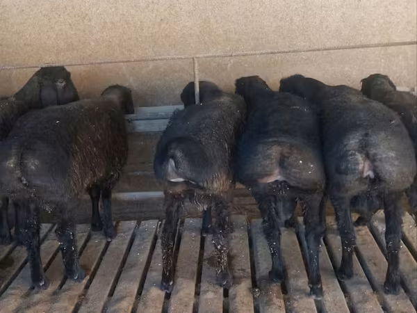 Widder, Bardhoka sheep