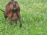 Ziege, Irish goat — Foto 7