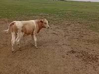 بقرة, Simmental cattle — الصورة 2