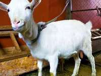 Goat, Saanen goat — photo 1