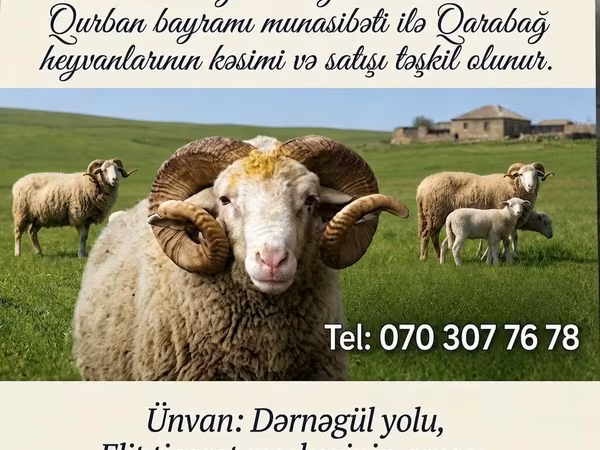 मेढ़ा, Karabakh sheep