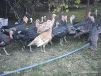 Turkeys — الصورة 4