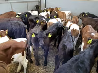 Cow, Russian Black pied cattle — photo 2