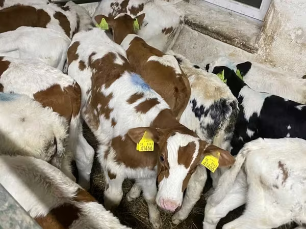 Bull, Simmental cattle
