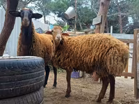 Ram, Blackheaded Persian sheep — photo 7