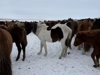 فرس, Horse breed — الصورة 3