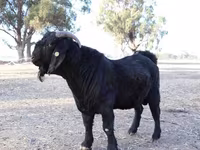 Cabra, Boer goat — foto 5