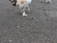 Chickens — photo 6