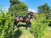 Horse (M), Swedish warmblood horse — photo 4