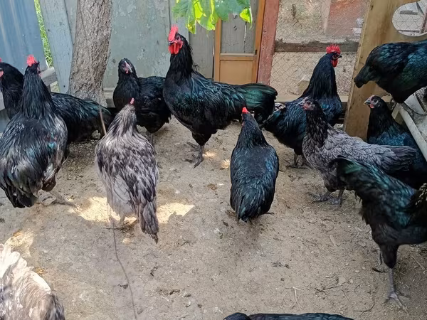 Gallo de pelea de fosa australiano