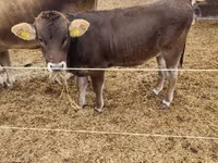 母牛, Brown Carpathian breed — 照片 1