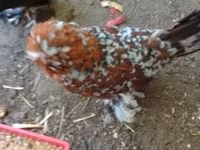 Chickens — फ़ोटो 1