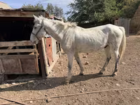 Horse (M), Horses — photo 2