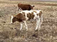 Kuh, Simmental cattle — Foto 1