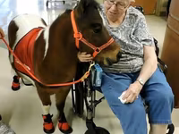 Horse (M), Miniature horse — photo 5