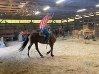 Horse (M), Standardbred — photo 1