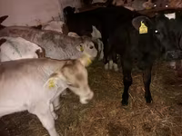 Bull, Simmental cattle — photo 2
