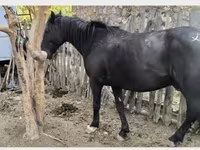 Horse (M), Kyrgyz Horse — photo 2