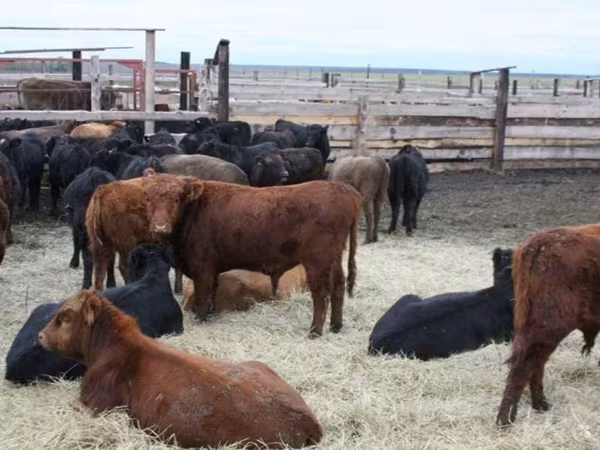 母牛, Cattle